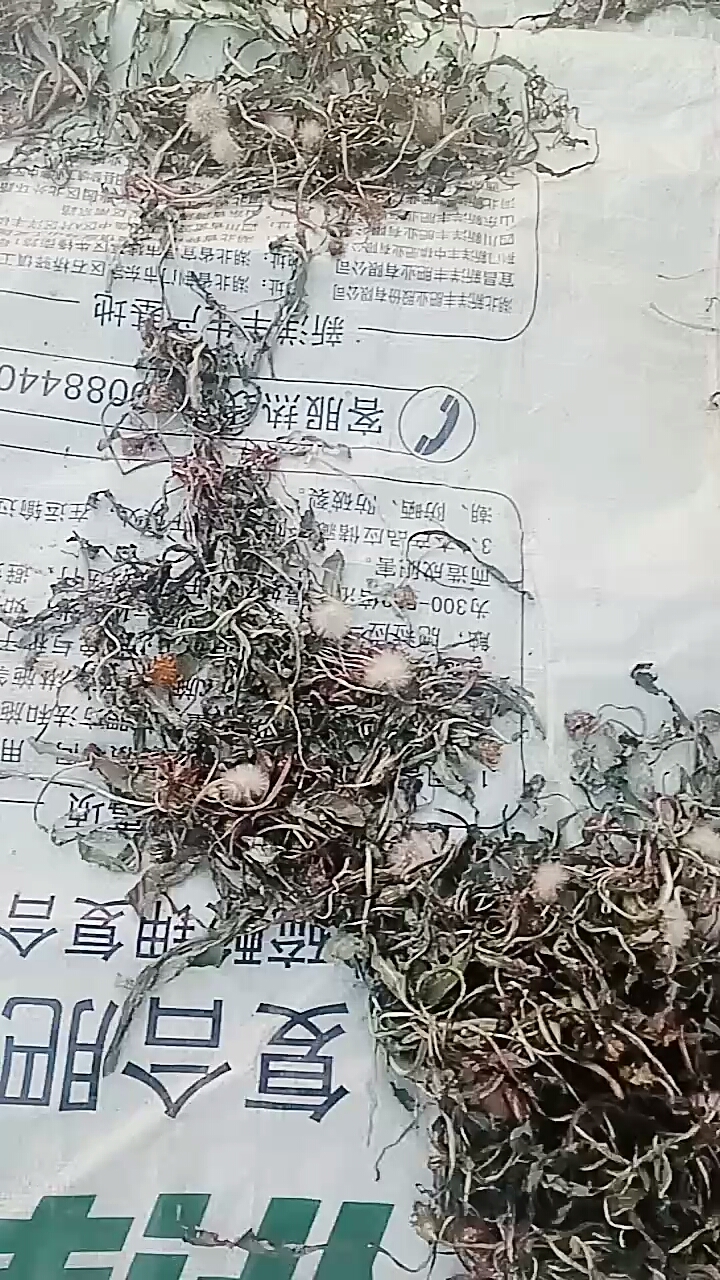 野生蒲公英
