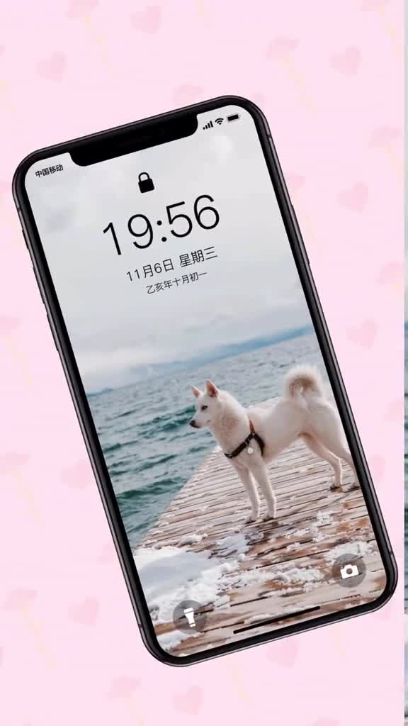 狗:我怎么这么好看。萌宠壁纸