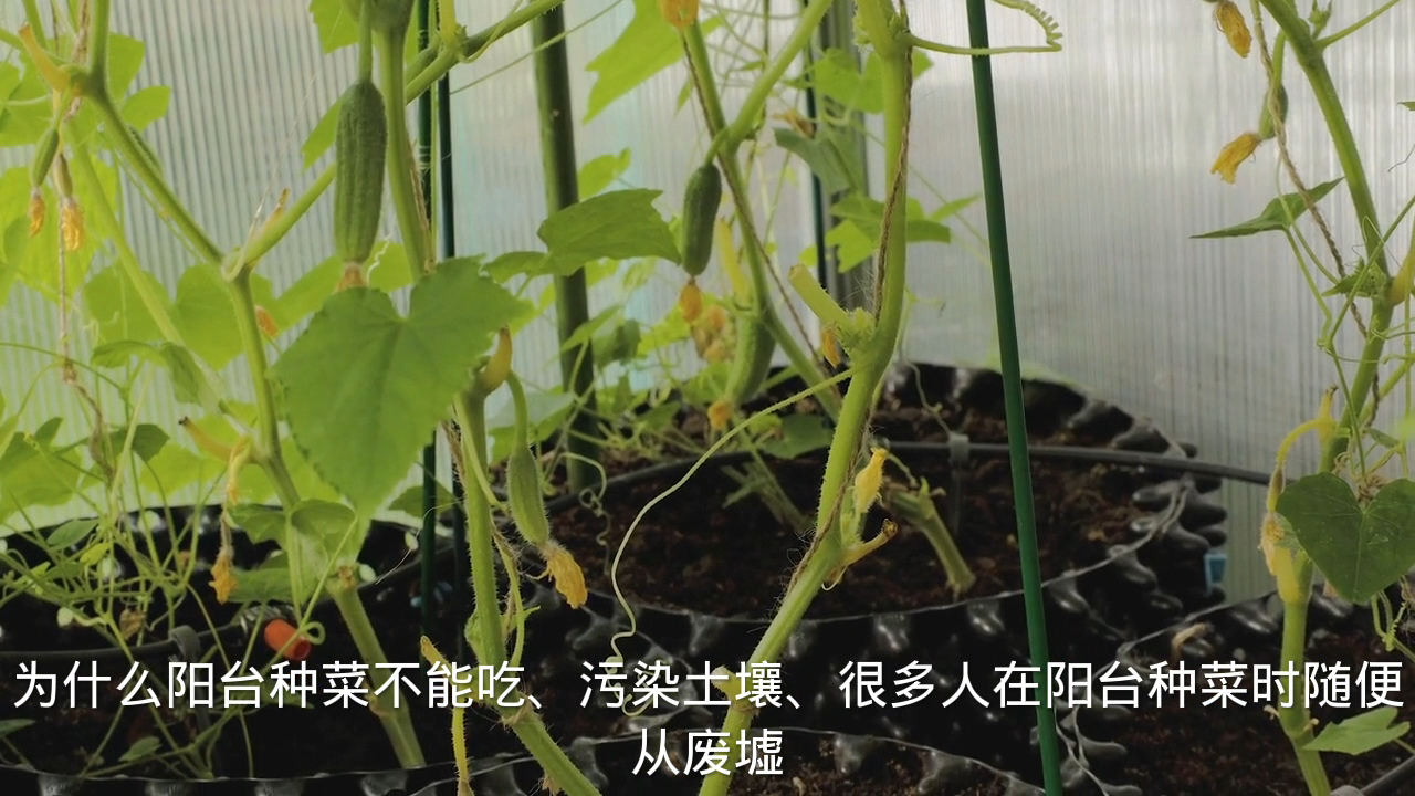 为什么阳台种菜不能吃?