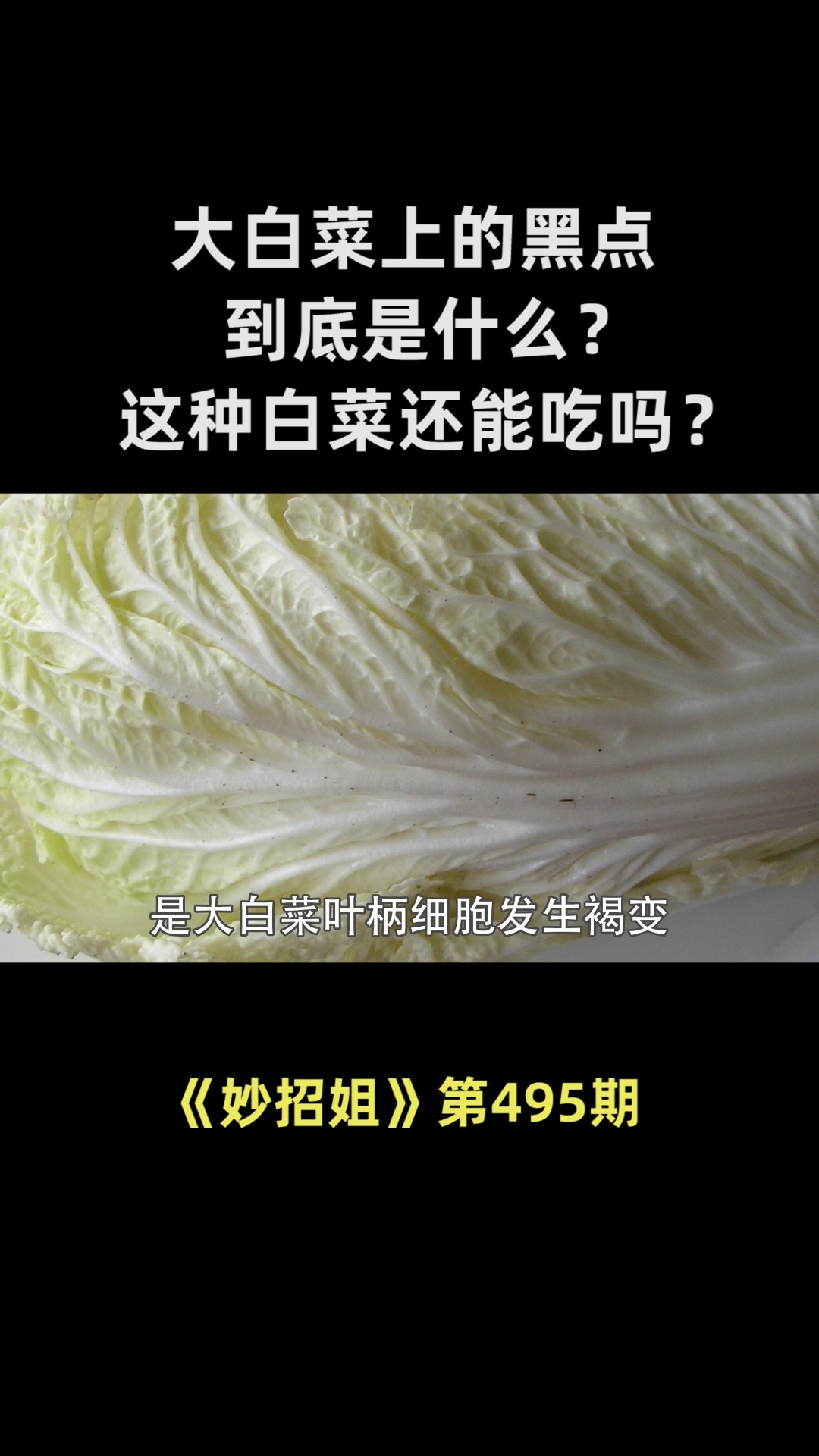 大白菜上的