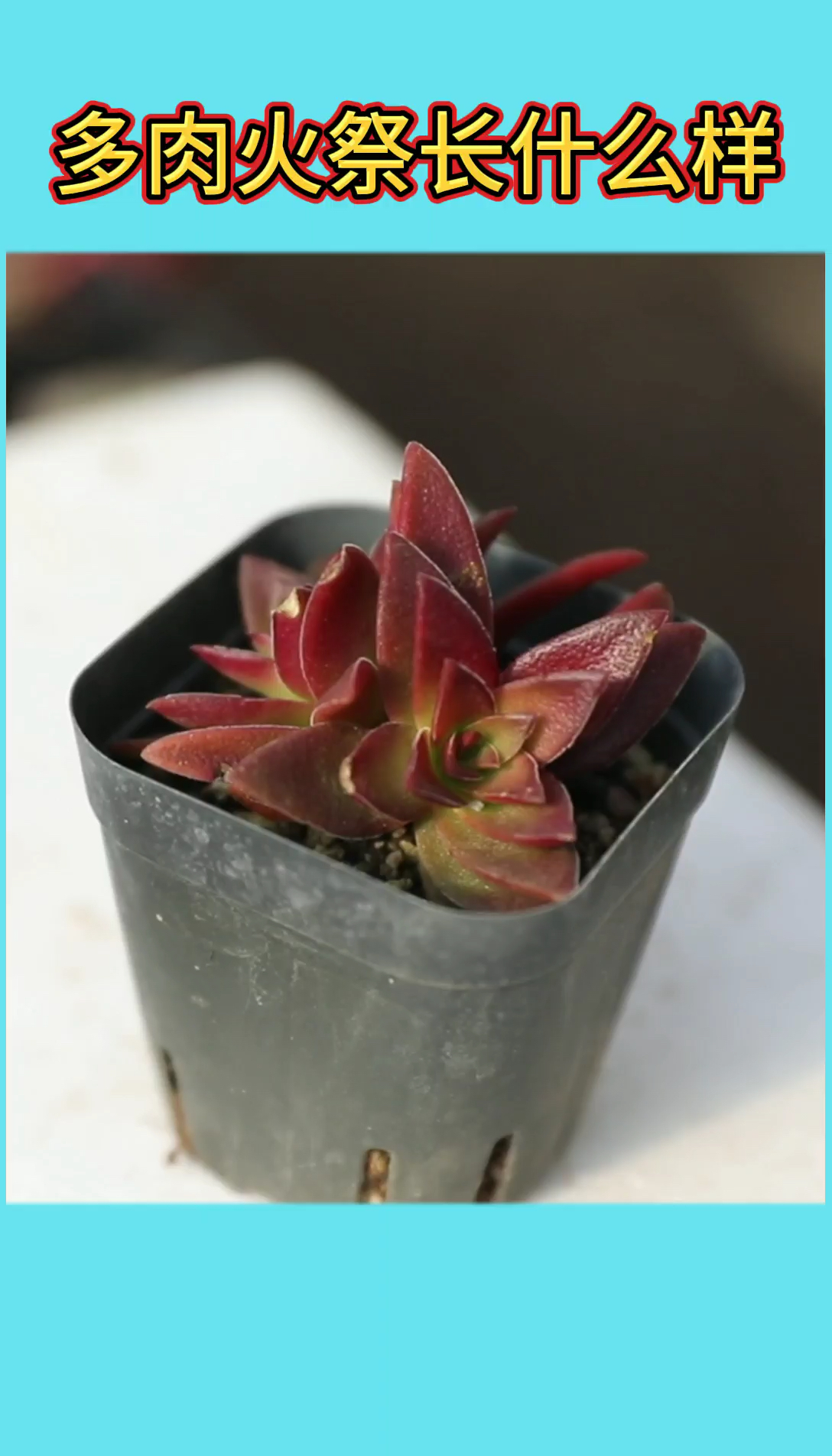 多肉植物植物火祭长什么样?