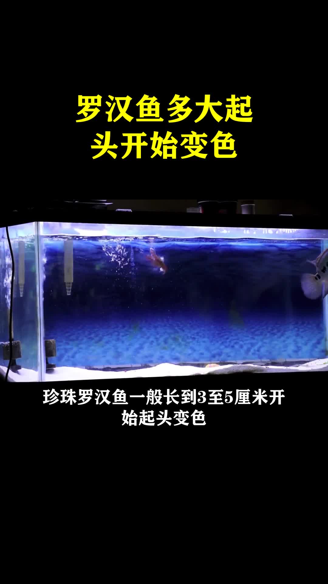 罗汉鱼多大起头开始变色