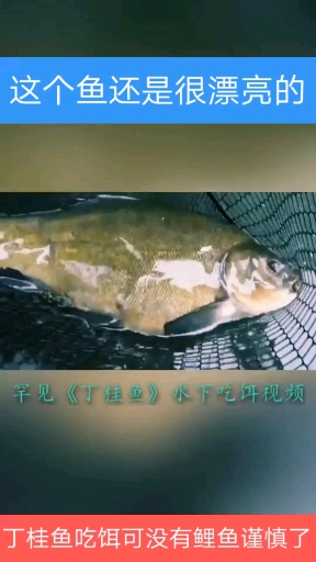 太没事干就钓鱼:  丁桂鱼有多少了解的?