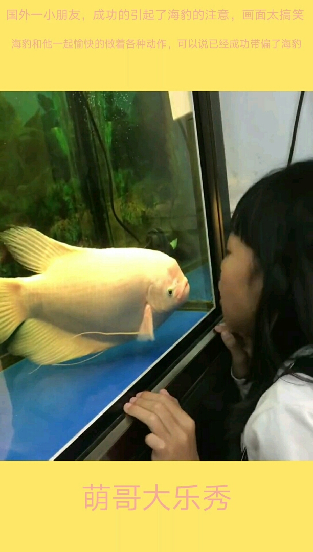 国外小男孩和国内一小女孩成功将海豚和鱼带跑偏