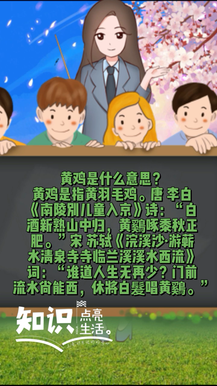 黄鸡是什么意思?