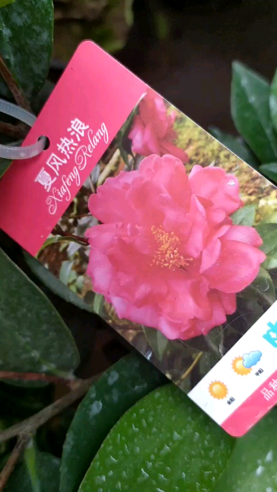 棕榈四季茶花