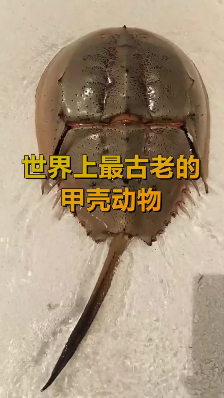 世界上最古老的甲壳动物