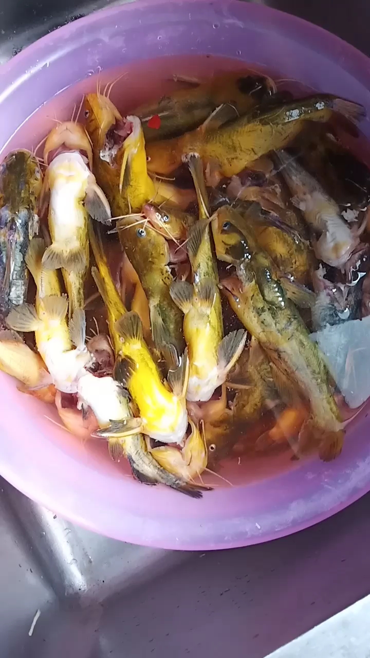 能看出这个是什么鱼吗?