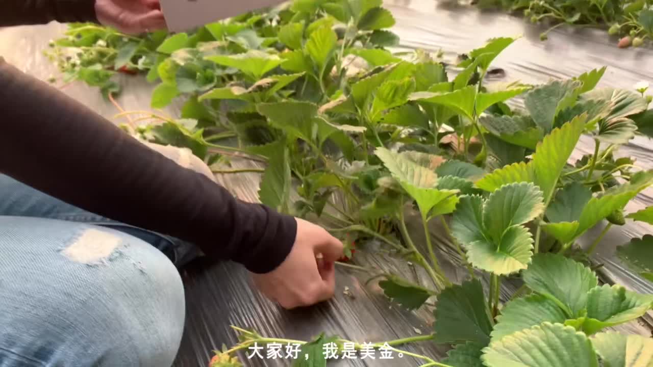 #美食记#甜品界的颜值女王红丝绒草莓蛋糕太有节日气氛了