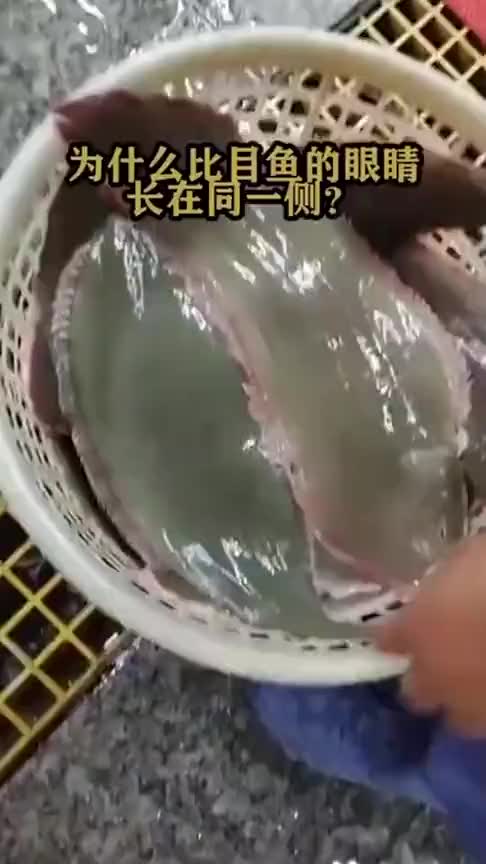 为什么比目鱼的眼睛长在同一侧!