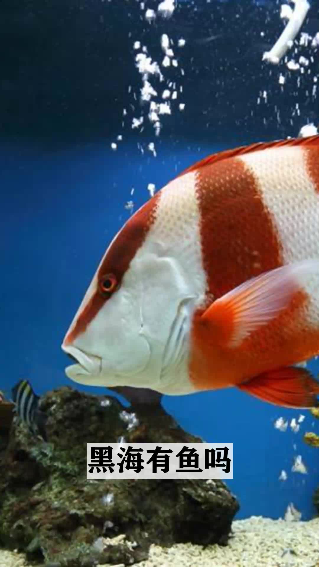 海洋探索,黑海有鱼吗