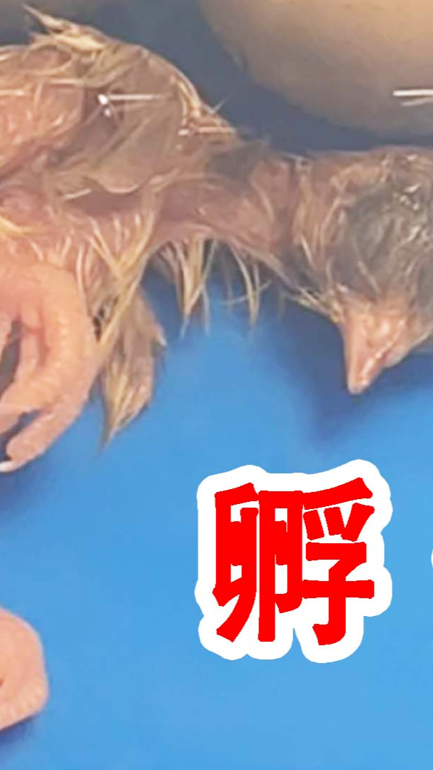 我孵出了世界上最小的鸡，只有硬币大小，太可爱了！