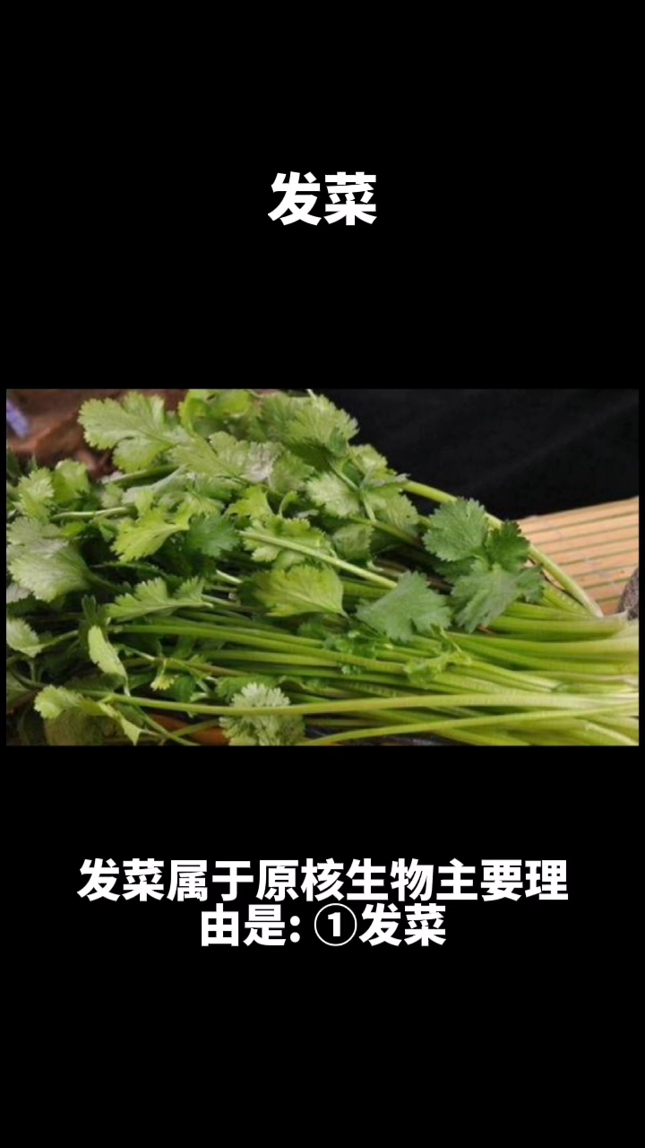 发菜是原核生物吗