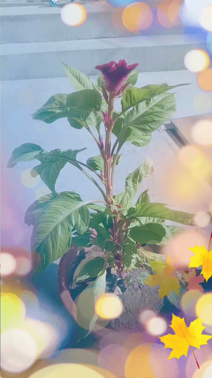 分享视频