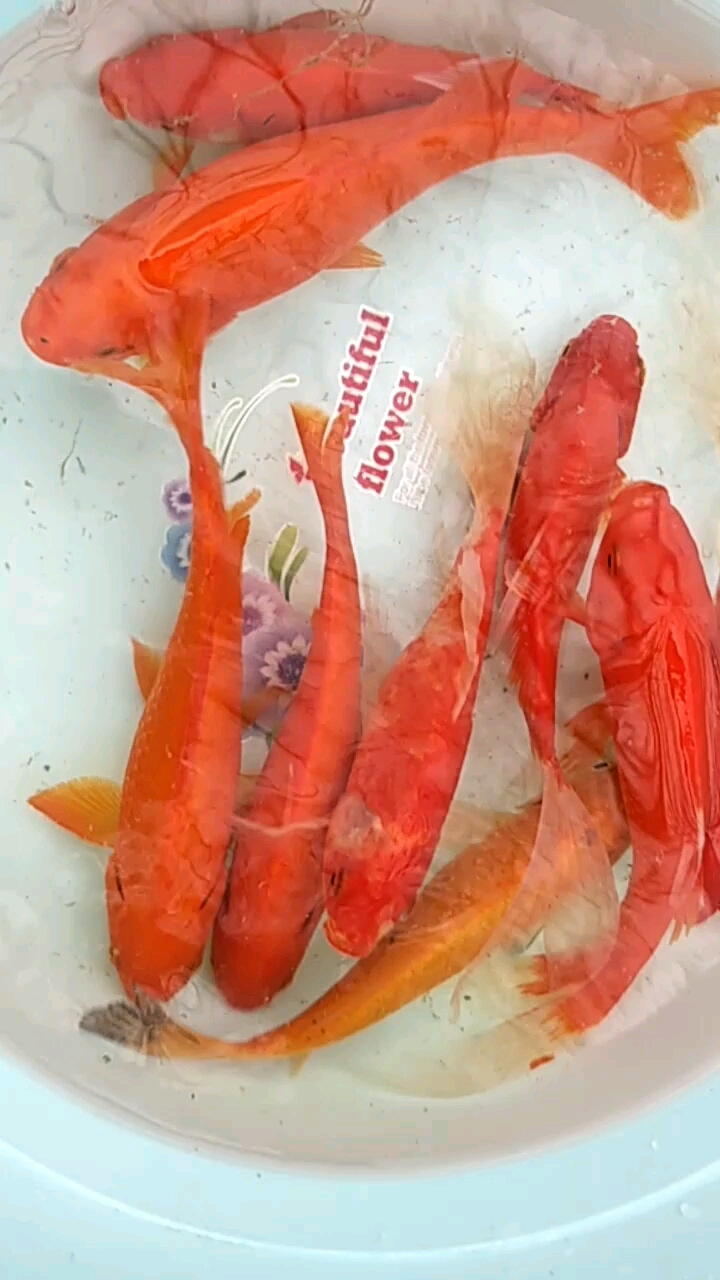 分享视频