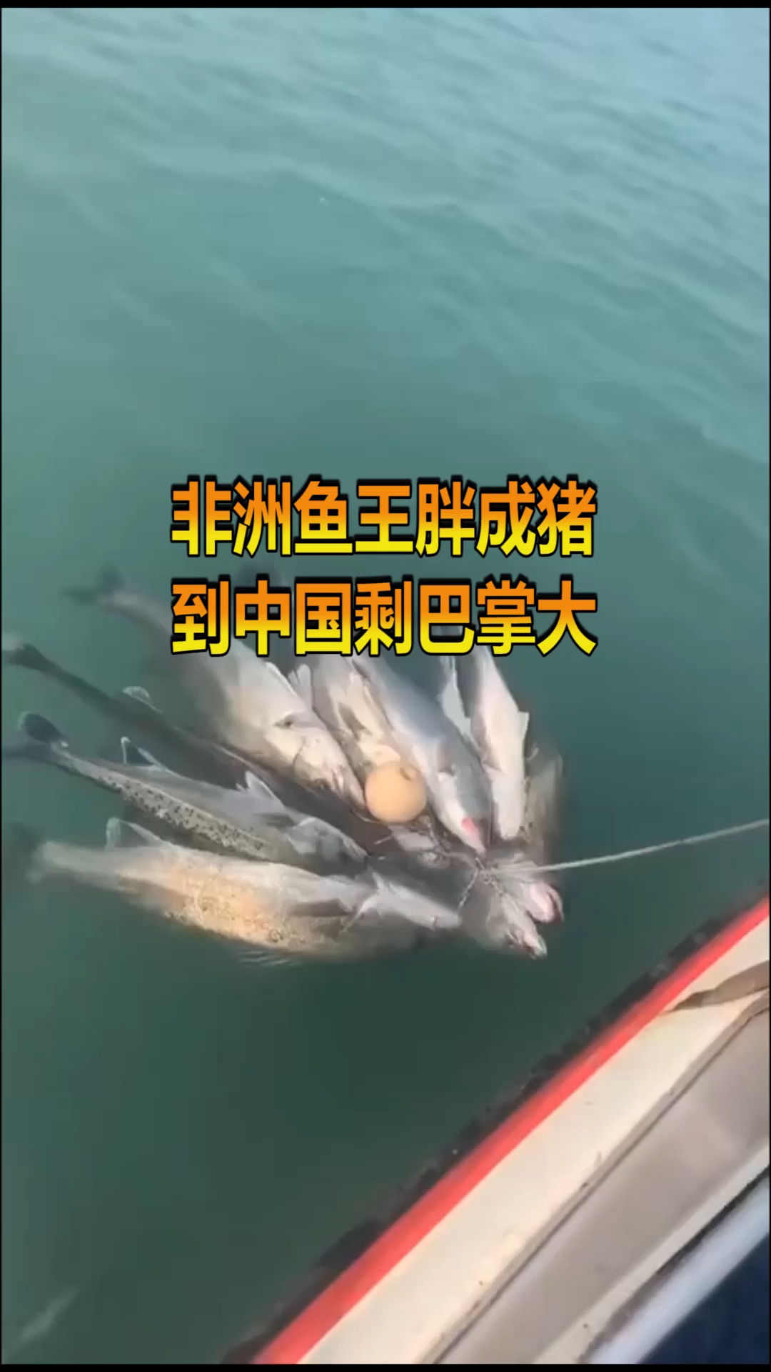 #奇趣大自然#在非洲能成为鱼王的生物，在中国就巴掌大，原因在这个上面