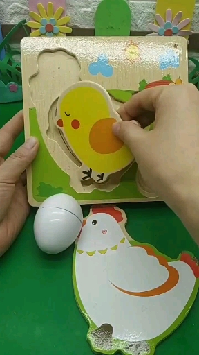 母鸡中的战斗鸡