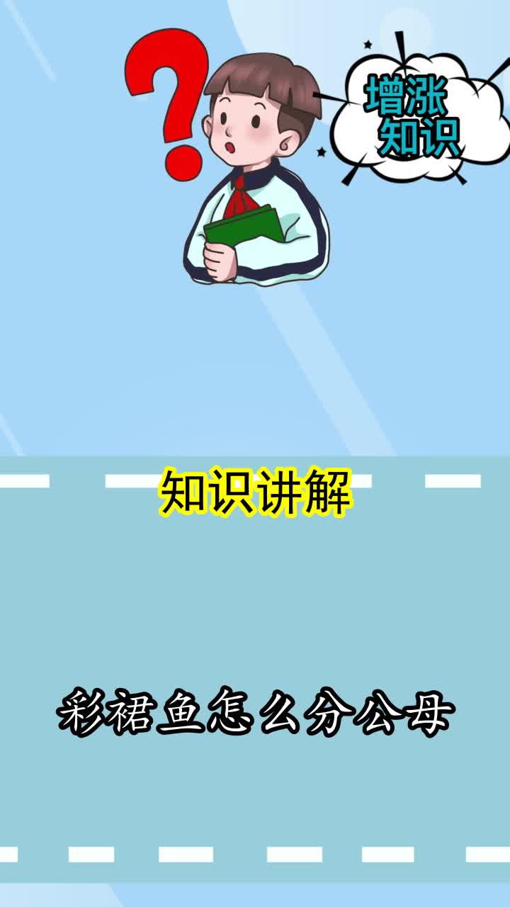 彩裙鱼怎么分公母,你知道了吗