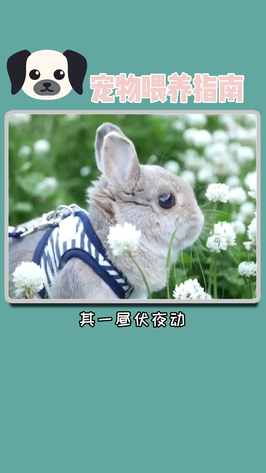 #独竖一知##好知识##宠物喂养##科普#关于养兔子,你必须得知道的几个问题