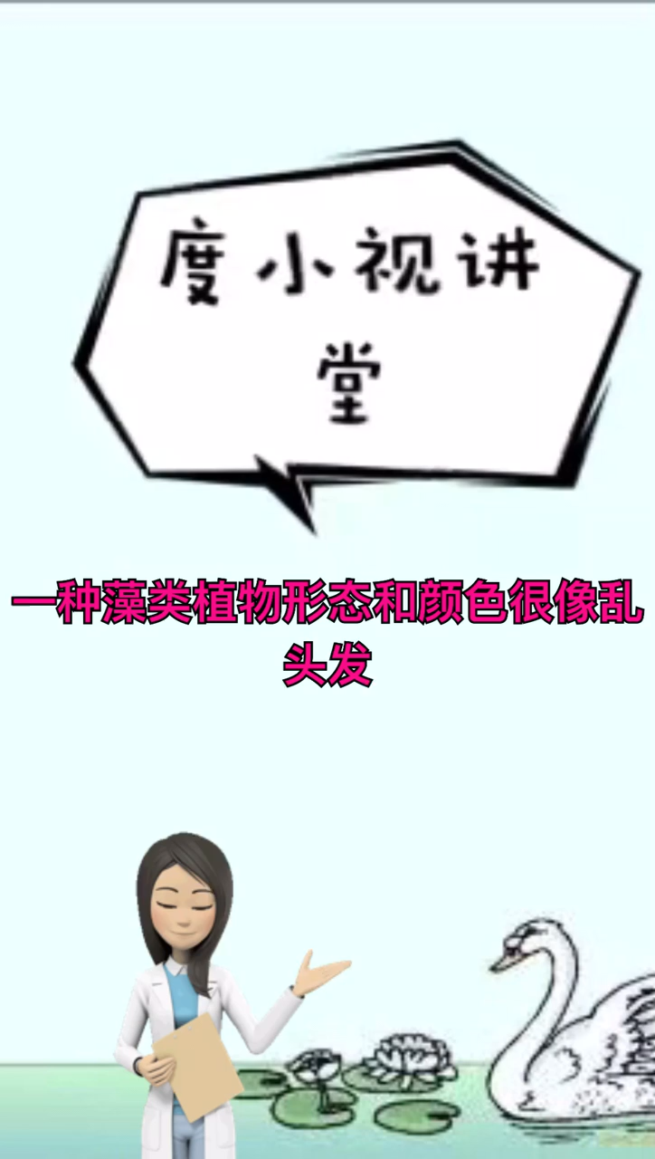 发菜是什么意思  