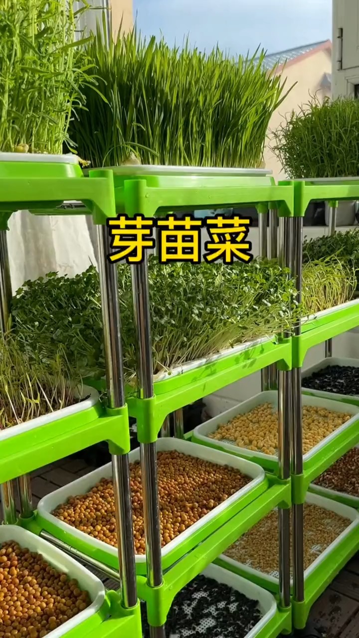 #带你看三农#在家可以水培的芽苗菜
