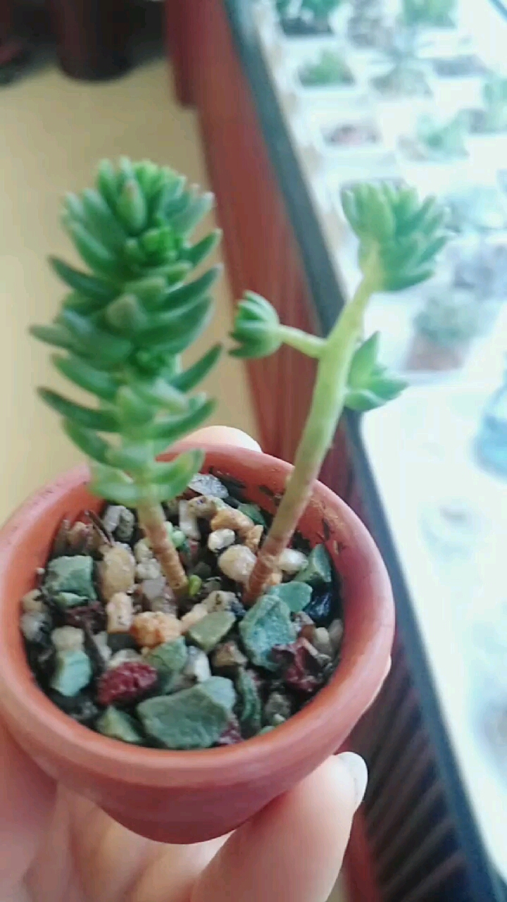 #我的小花园#白花小松叶子一碰就掉,哎,像秃尾巴的的鸡。
