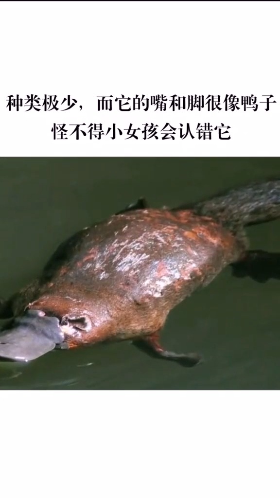 鸭嘴兽真的存在于生活当众,有着可爱的外表,但却……