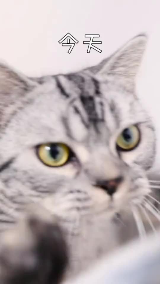 交作业啦,隔壁家的猫都馋哭了的咖喱猪排饭。@爱做饭的芋头SAMA@全民小助手