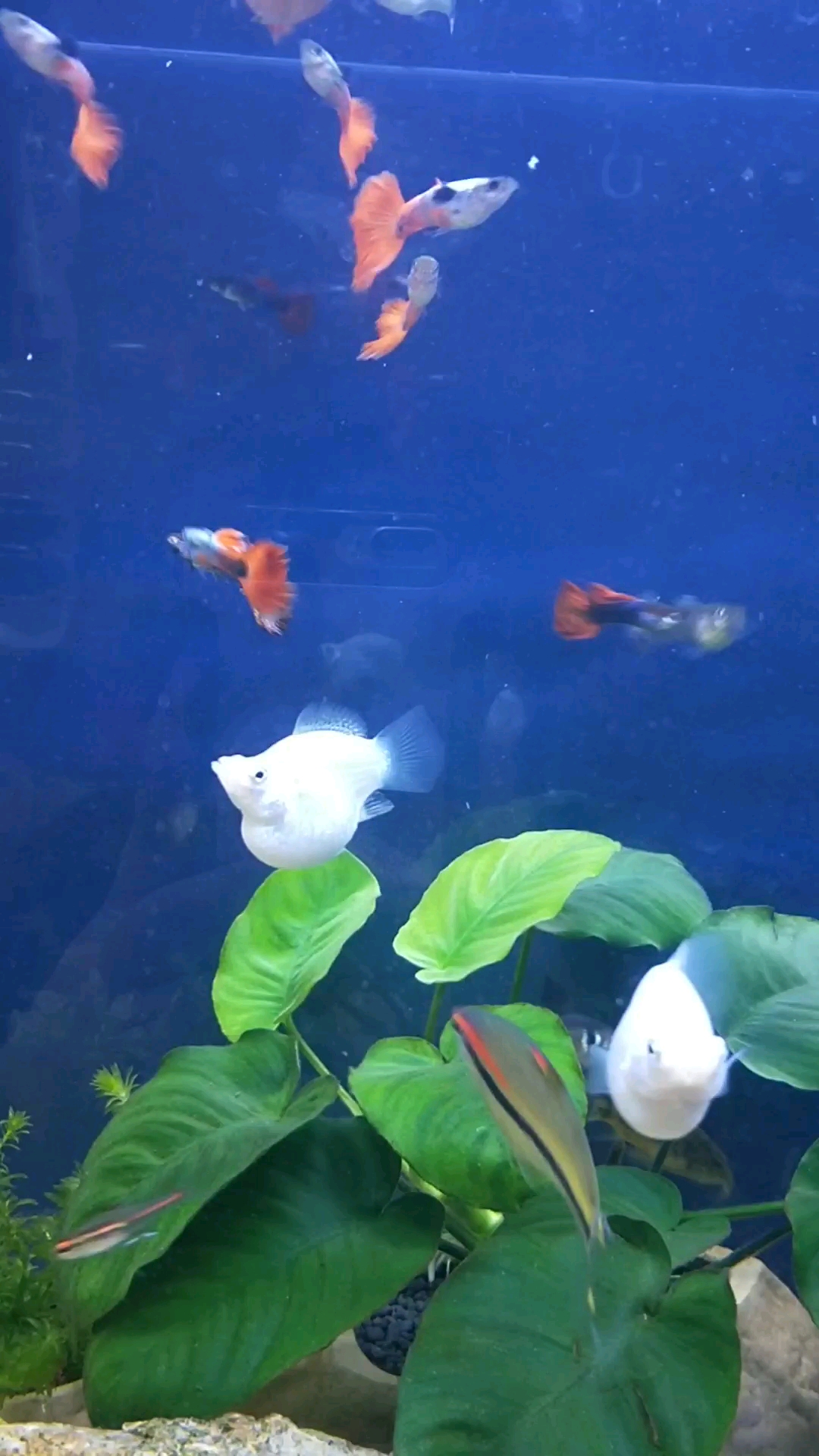 抢虾皮了