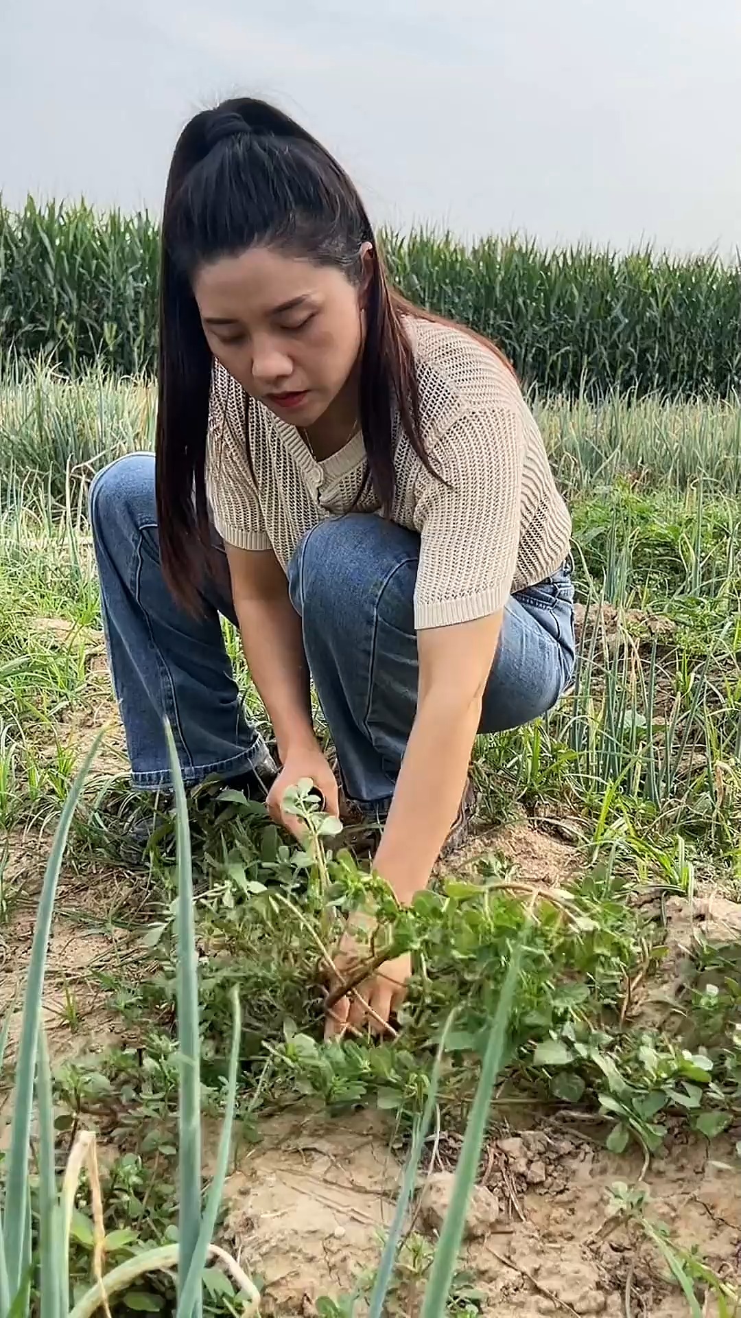 俺地里的二茬马齿苋又大又嫩的………挖回来给老爸做一锅喧腾腾的马儿菜大馒头