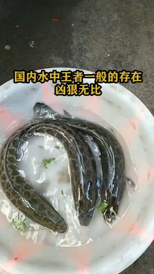 国内水中王者一般的存在,凶狠无比