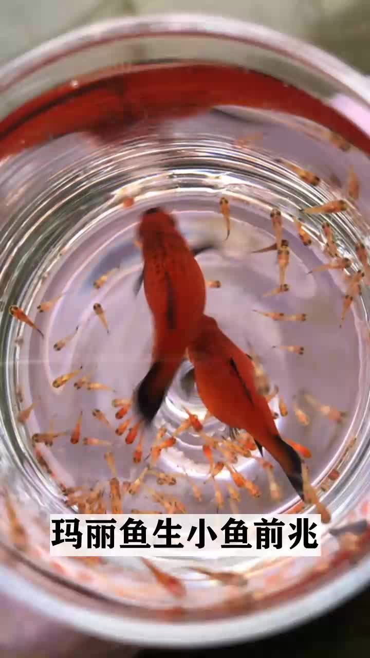 玛丽鱼生小鱼前兆