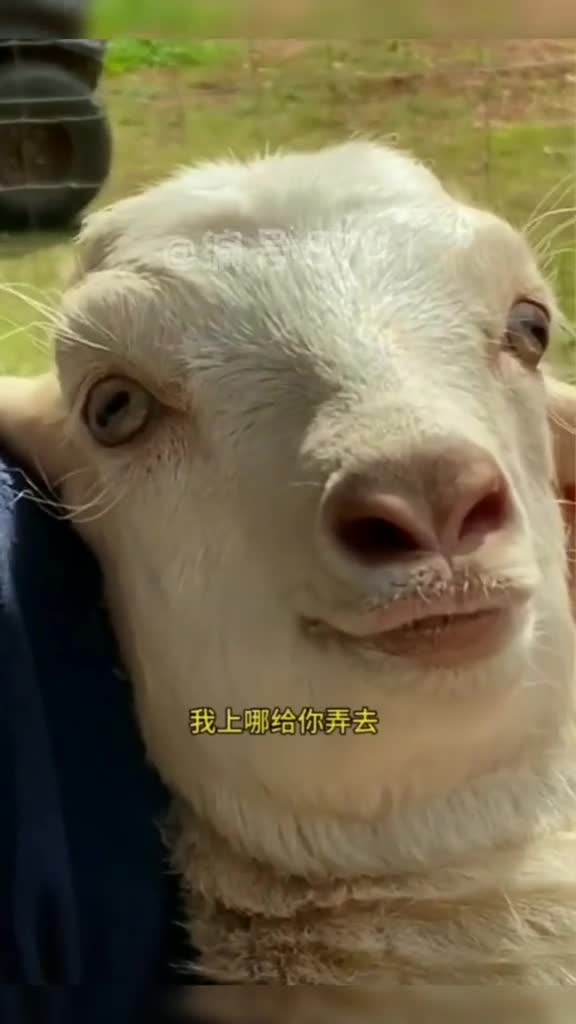 不正经的羊,寻求羊肉串的制作方法客服搞笑视频沙雕