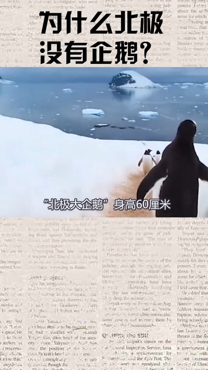 为什么从没有人在北极见过企鹅?真相都在这儿了!