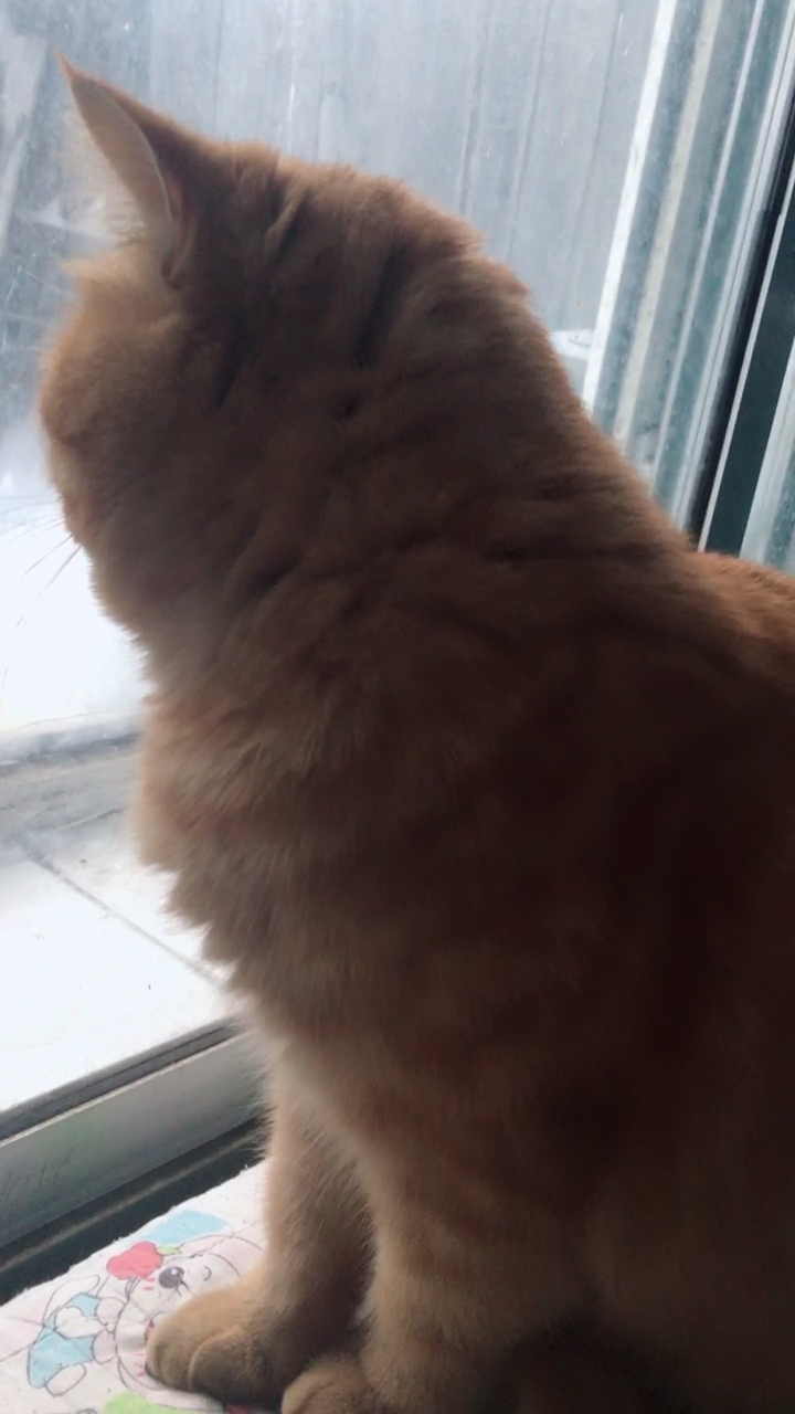 小猫咪在干嘛呢?