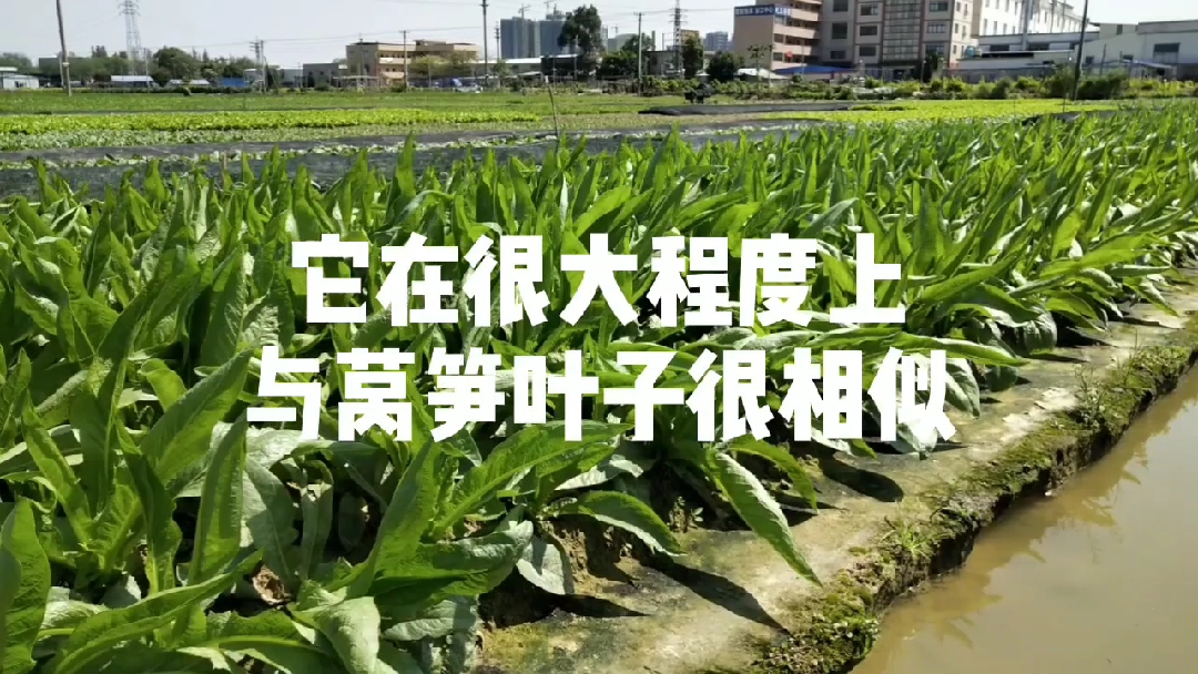 #种植蔬菜#油麦菜的种植时间与方法