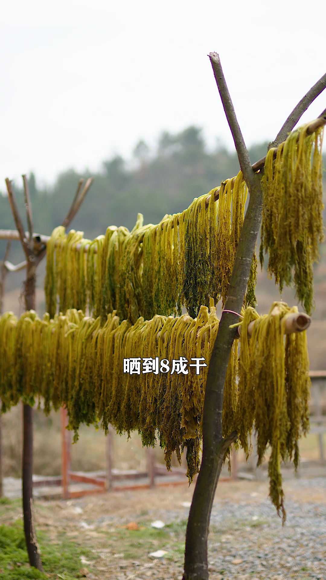 大荠菜三蒸加三晒,做成梅干菜放一年不坏,做梅菜扣肉还是肉饼都特别好吃