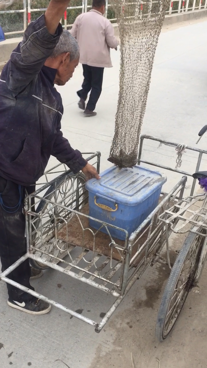 涨水捞了一箱子鱼