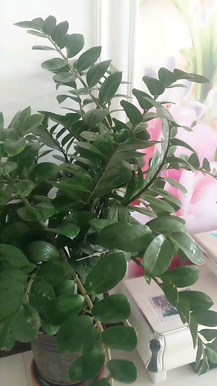 钱串子开花了