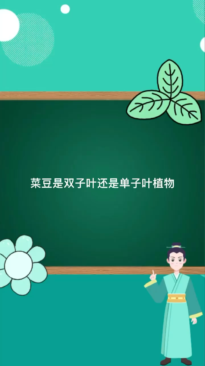 菜豆是单子叶还是双子叶呀