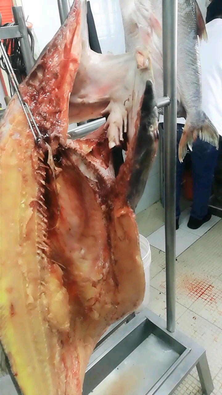 50斤的大黄尖鱼,7万块才拍到了