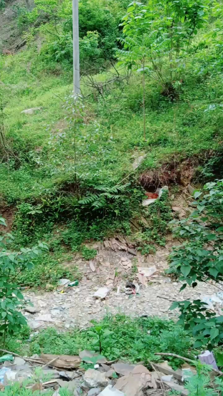 在山上生蛋的母鸡