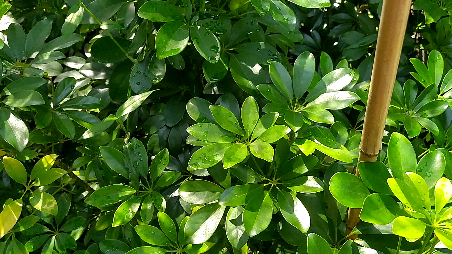 鸭脚木(鹅掌柴),看看这货怎么样,据说可吸收尼古丁,不知真假