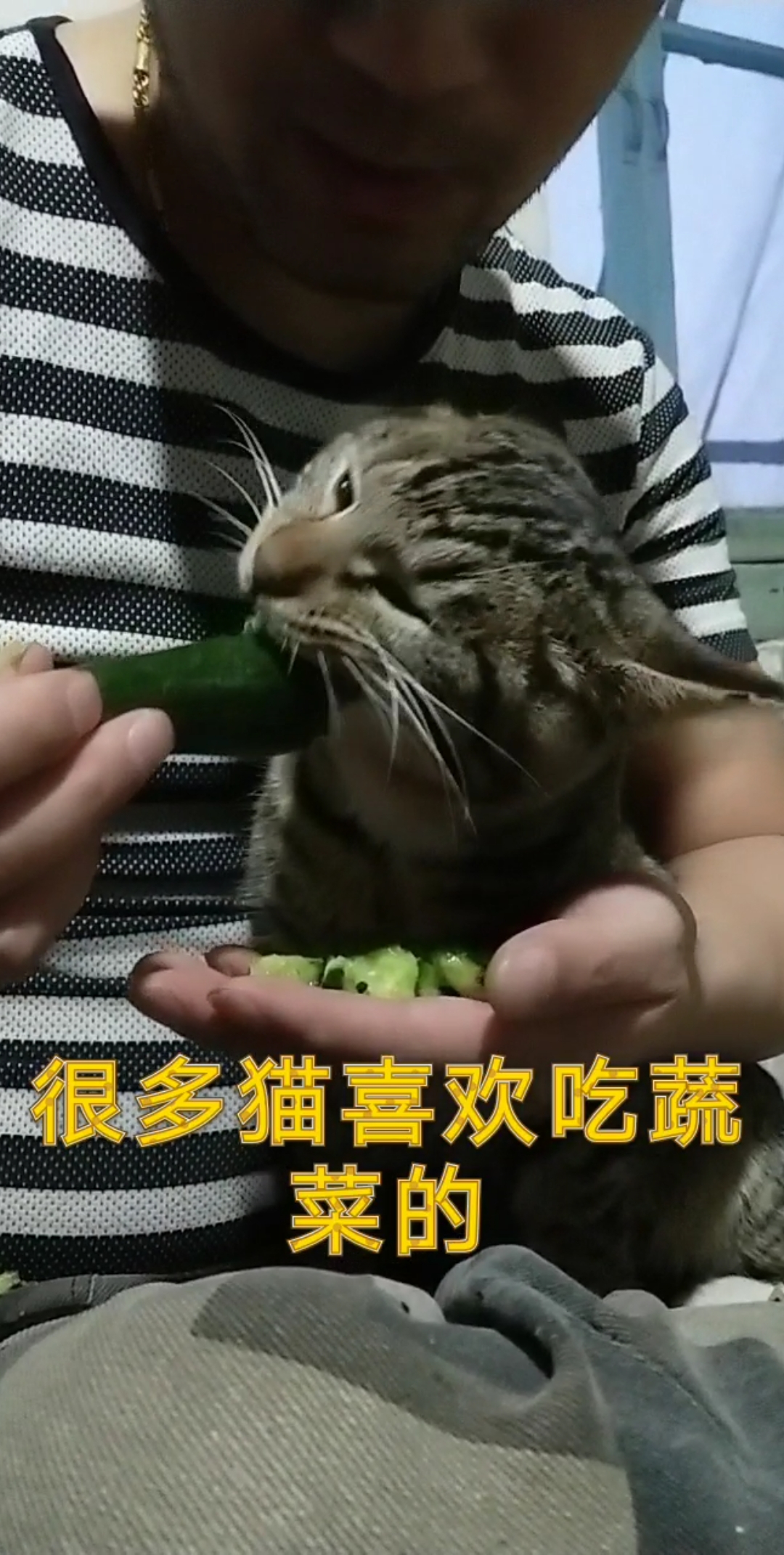 爱吃蔬菜的喵