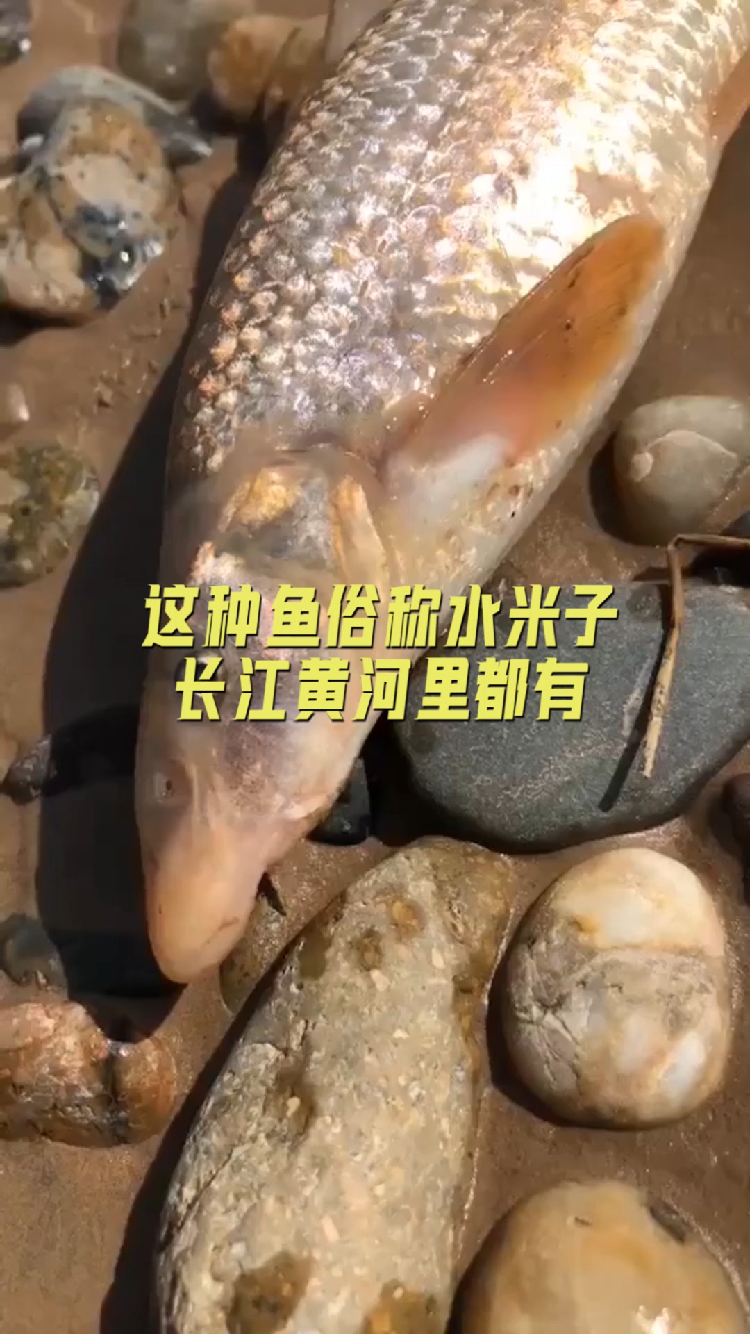 #美食#这种鱼俗称水米子,长江黄河里都有,现在受到严格保护