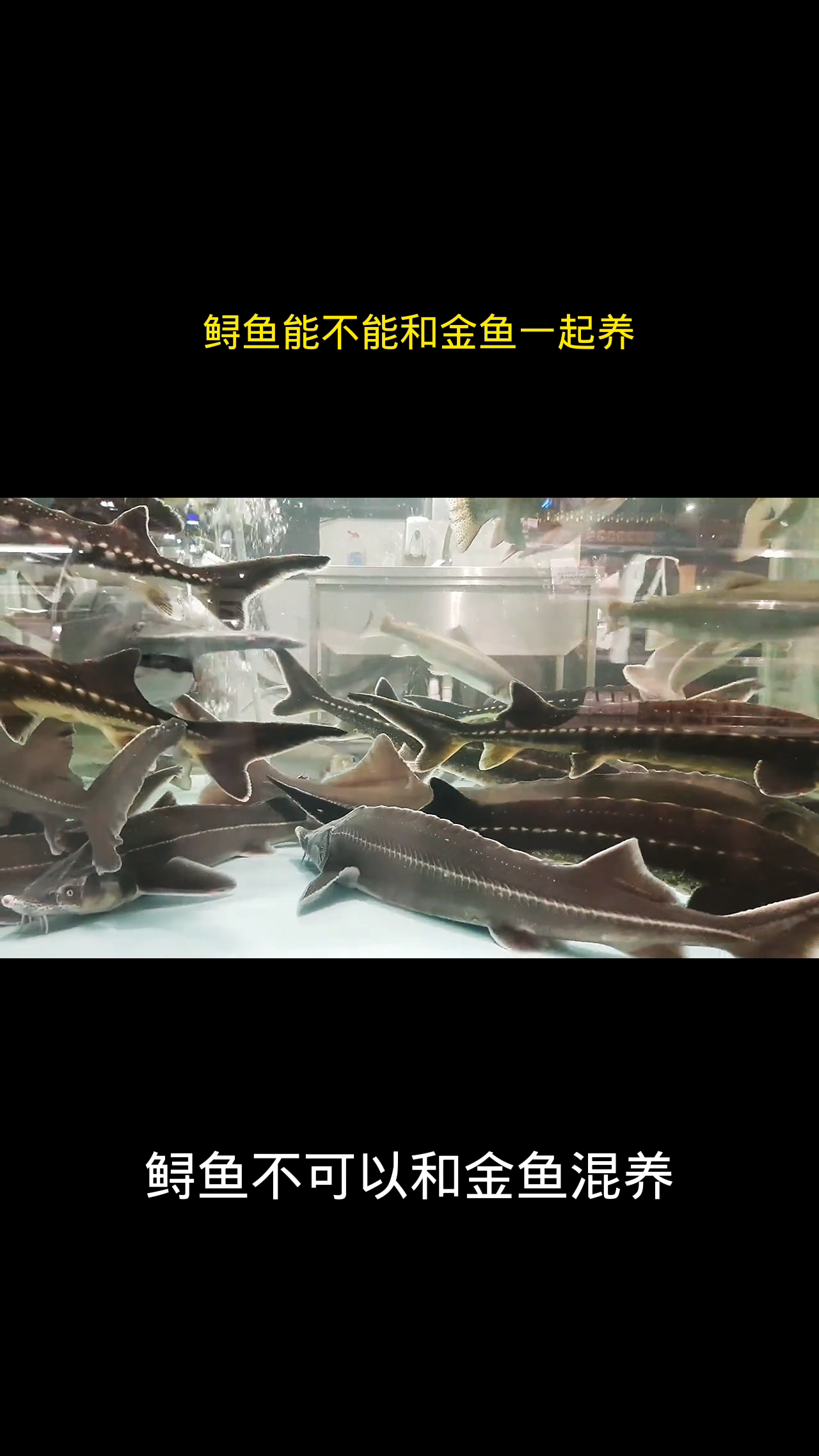 鲟鱼能不能和金鱼一起养