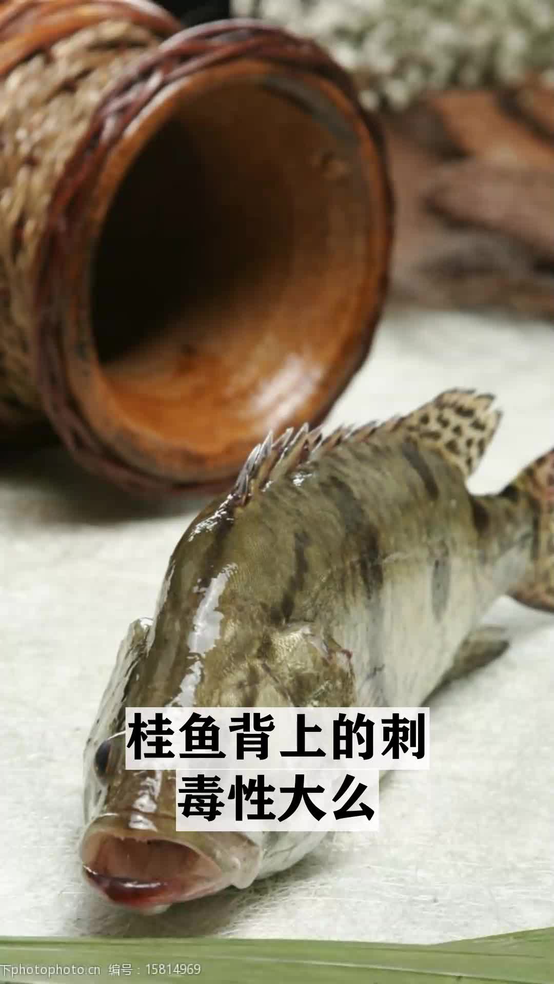 桂鱼背上的刺毒性大么