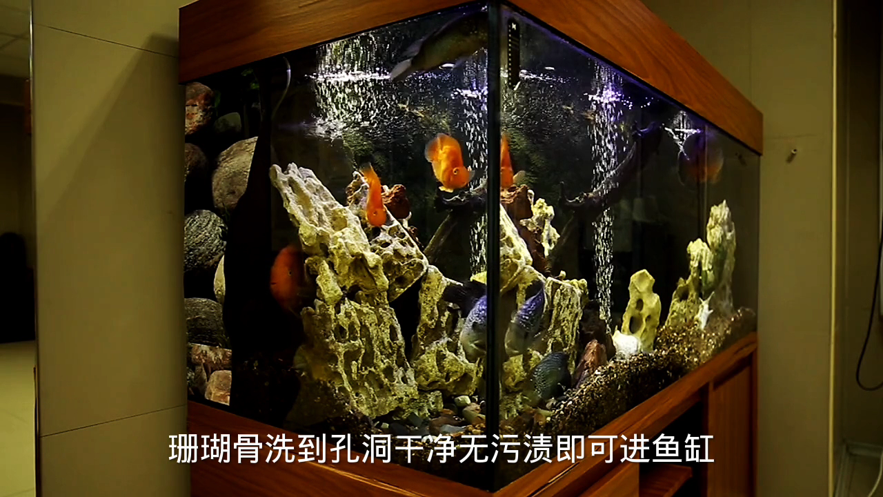 珊瑚骨洗成什么样才能进鱼缸?
