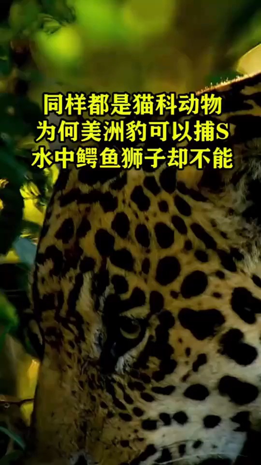 同样都是猫科动物,为何美洲豹可以捕杀水中鳄鱼狮子却不能