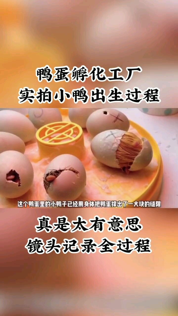 鸭蛋孵化工厂实拍小鸭出生过程。真是太有意思镜头记录全过程